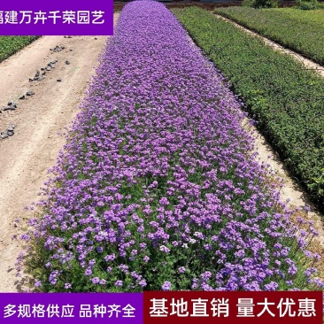 美女樱美女樱袋苗福建美女樱