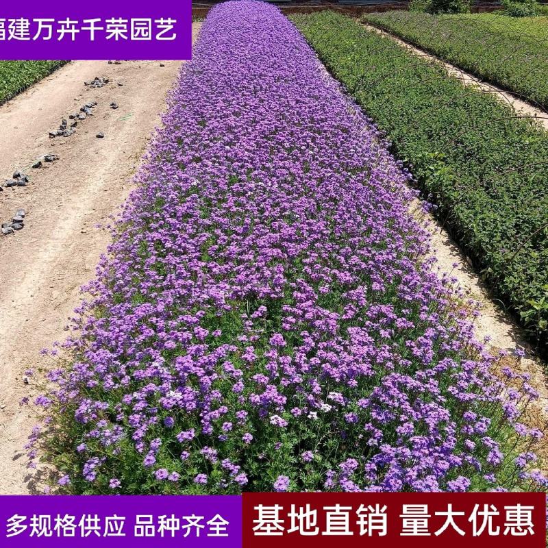美女樱美女樱袋苗福建美女樱