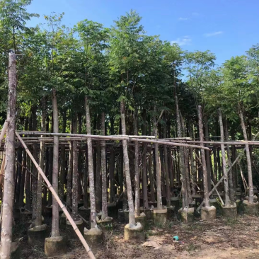 黄花栾树，国庆花5-15公分树苗，光棍-骨架-全冠，！