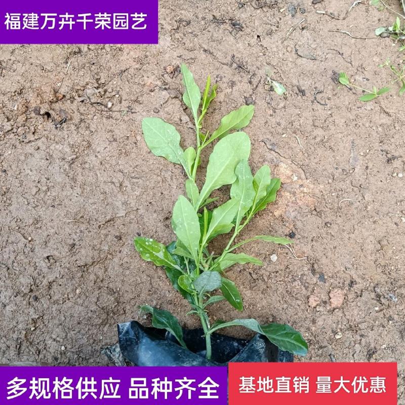 蓝雪花蓝茉莉福建漳州批发蓝雪花
