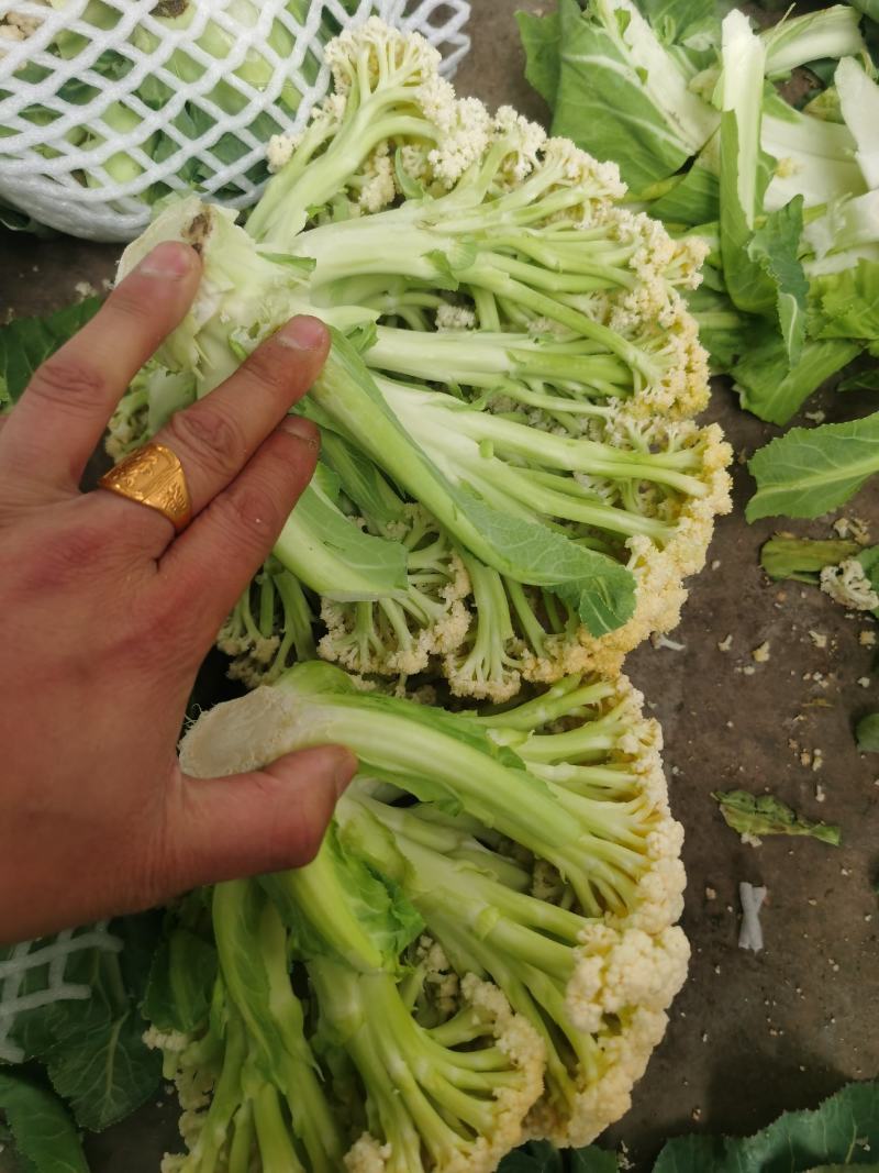 小花有机花菜，地址发全国各地，质量好品质好