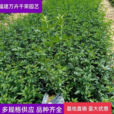迎春花清明花
