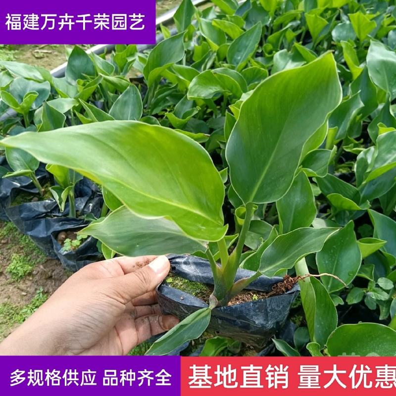 天堂鸟鹤望兰