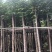 黄花栾树，国庆花5-15公分树苗，光棍-骨架-全冠，！