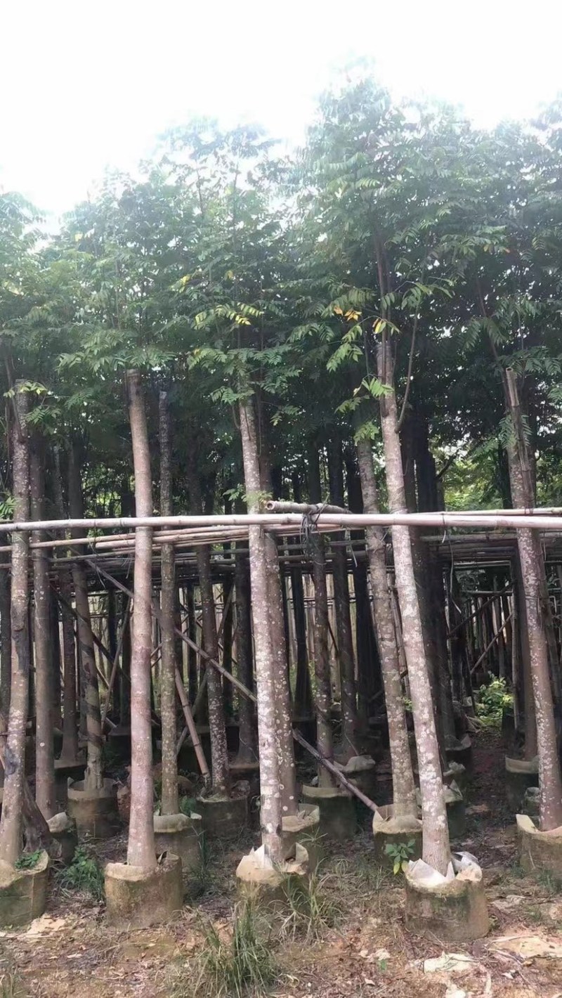 黄花栾树，国庆花5-15公分树苗，光棍-骨架-全冠，！