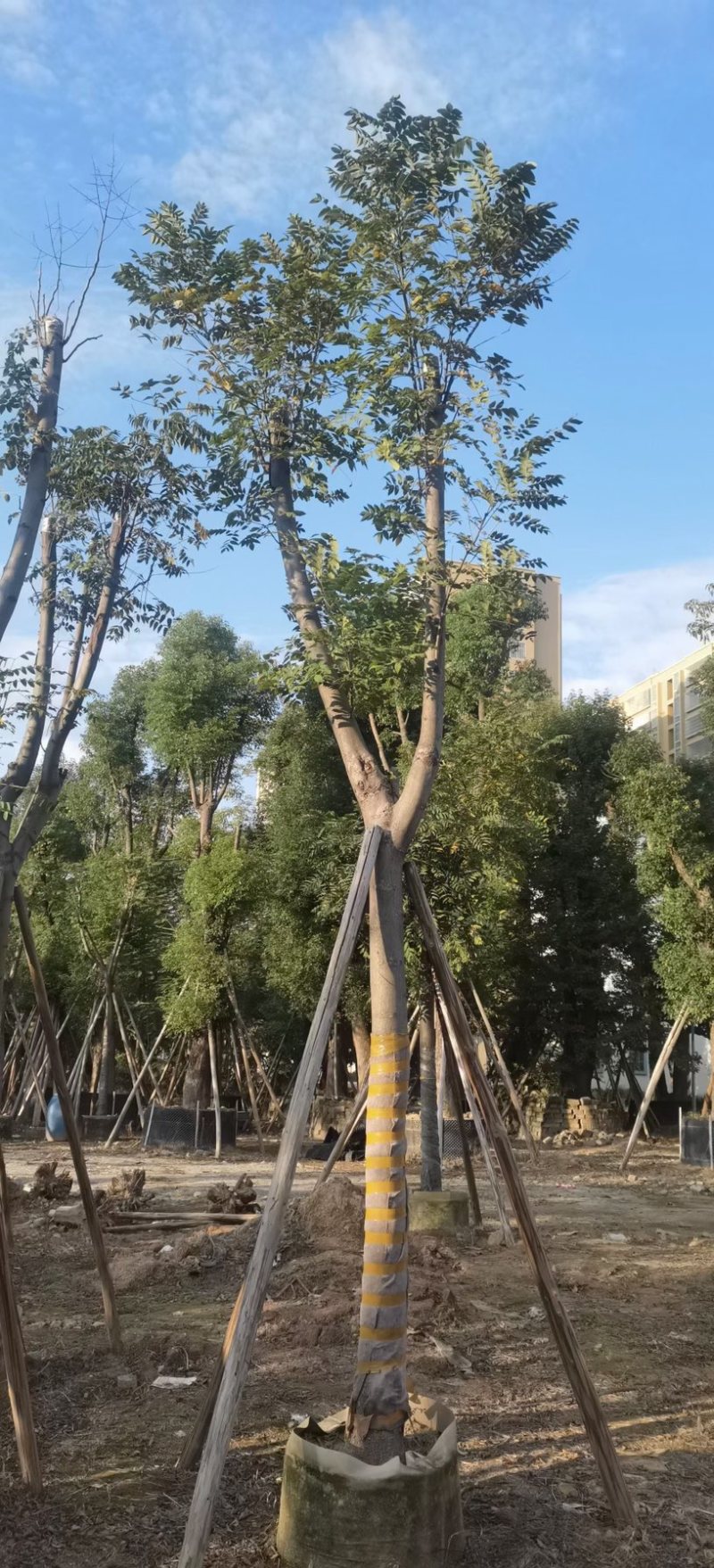 黄花栾树，国庆花5-15公分树苗，光棍-骨架-全冠，！