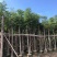 黄花栾树，国庆花5-15公分树苗，光棍-骨架-全冠，！