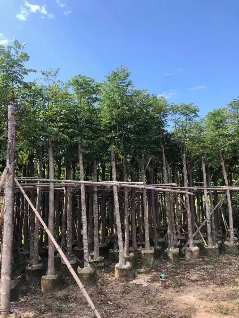 黄花栾树，国庆花5-15公分树苗，光棍-骨架-全冠，！