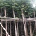 黄花栾树，国庆花5-15公分树苗，光棍-骨架-全冠，！