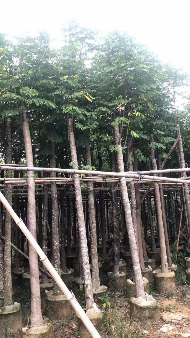 黄花栾树，国庆花5-15公分树苗，光棍-骨架-全冠，！