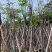 黄花栾树，国庆花5-15公分树苗，光棍-骨架-全冠，！