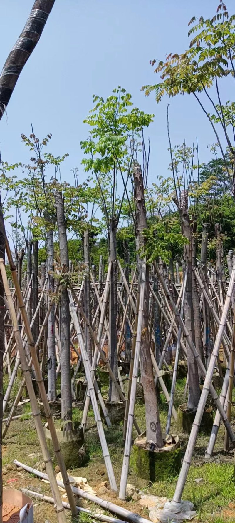 黄花栾树，国庆花5-15公分树苗，光棍-骨架-全冠，！