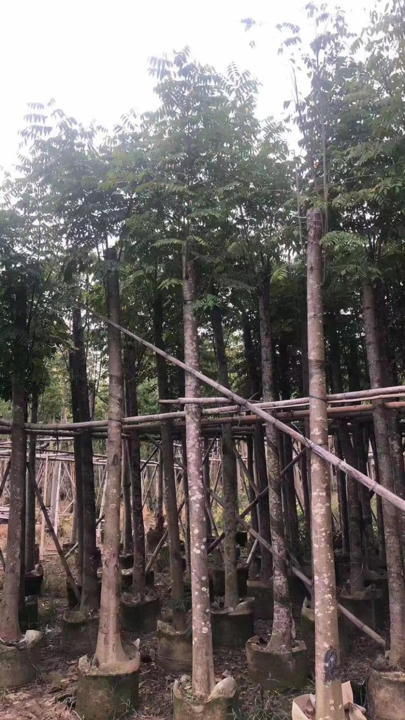 黄花栾树，国庆花5-15公分树苗，光棍-骨架-全冠，！