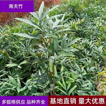 南天竹福建漳州基地批发南天竹