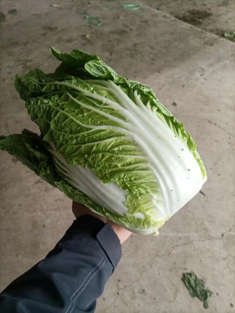 黄心大白菜基地发货价格实惠大量供应货源充足