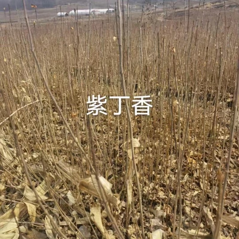 紫丁香小苗