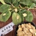 黄芪过筛货干净无杂碎保质保量色泽靓丽优选产品