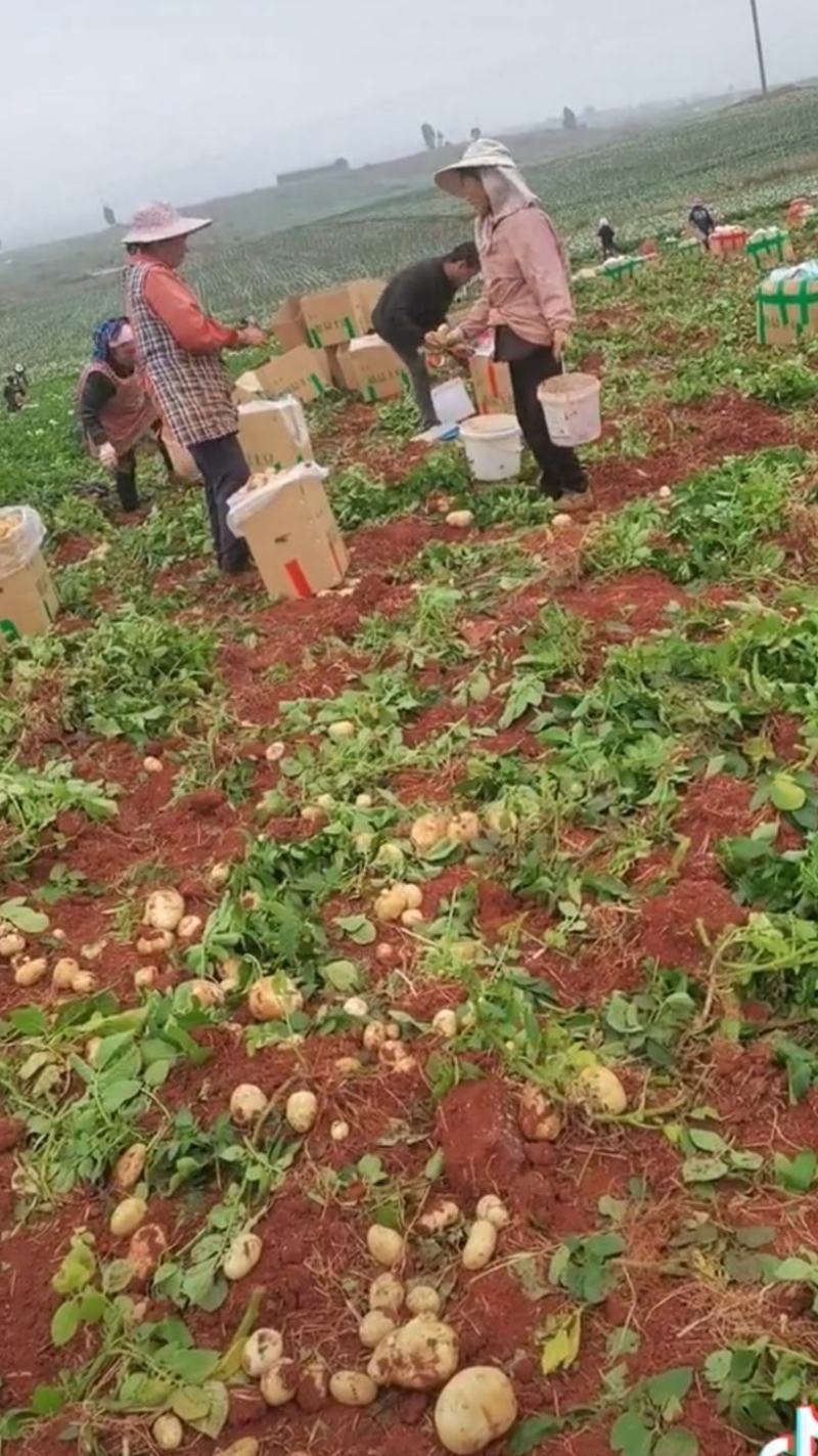 红土丽薯六号