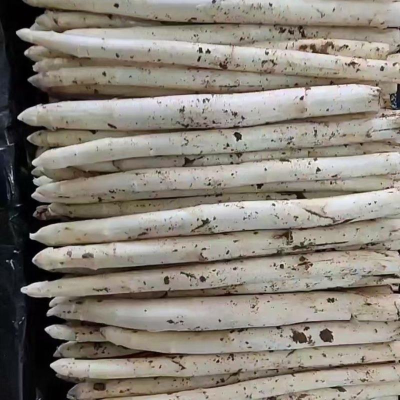 山东潍坊市坊子区露天芦笋已上市需要的联系我