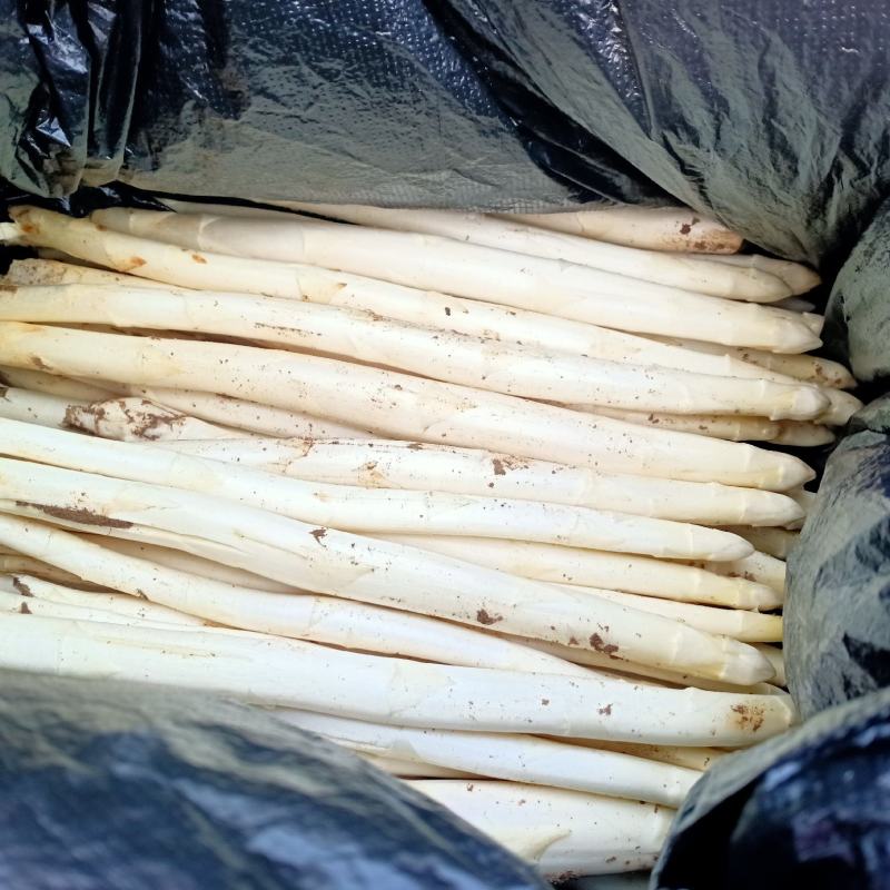 山东潍坊市坊子区露天芦笋已上市需要的联系我