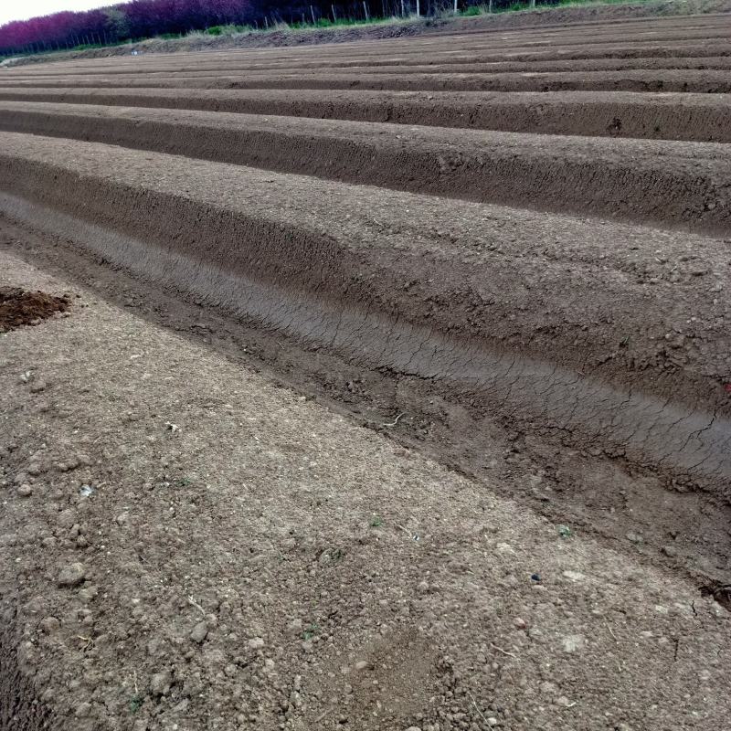 山东潍坊市坊子区露天芦笋已上市需要的联系我