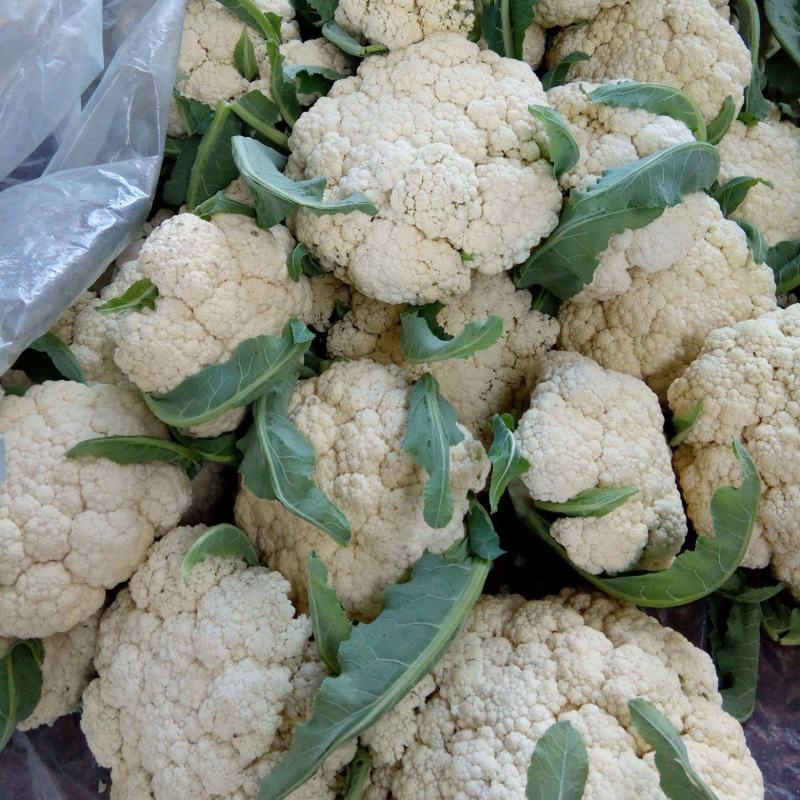 《实力商家》有机花松花菜，量大从优，可全国发货，价格合理
