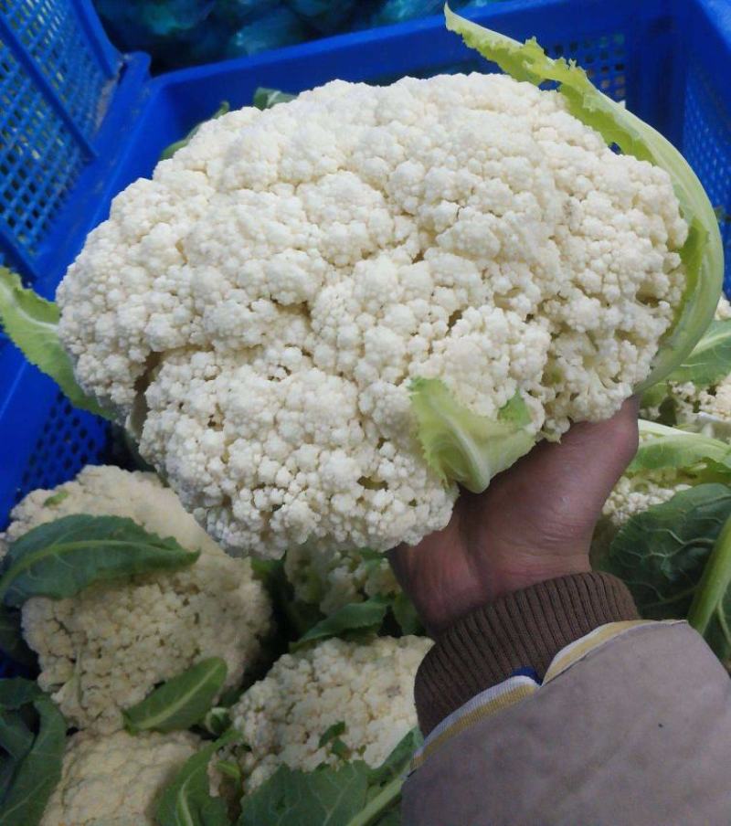 《实力商家》有机花松花菜，量大从优，可全国发货，价格合理