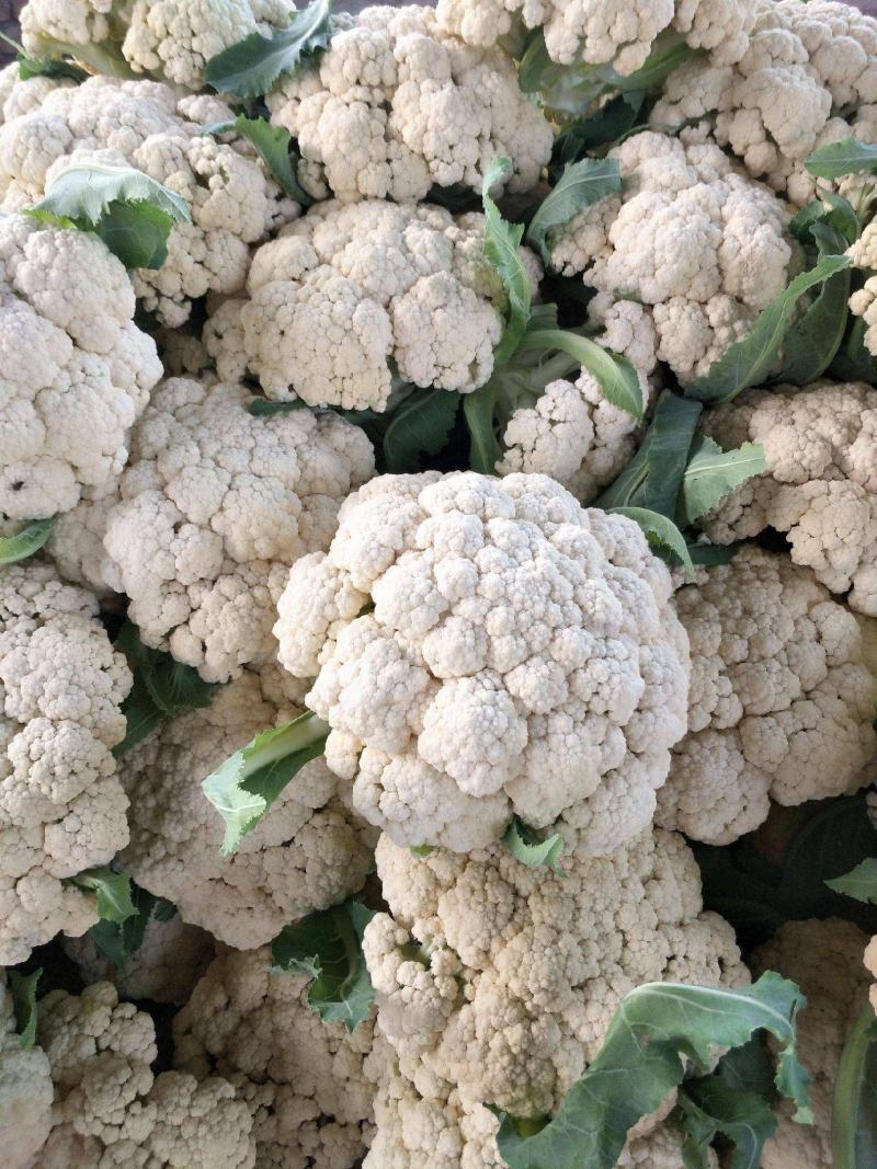 《实力商家》有机花松花菜，量大从优，可全国发货，价格合理