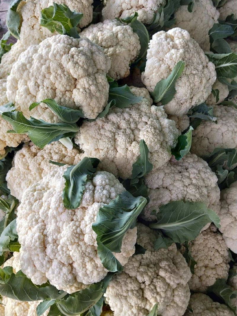 《实力商家》有机花松花菜，量大从优，可全国发货，价格合理