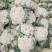 《实力商家》有机花松花菜，量大从优，可全国发货，价格合理