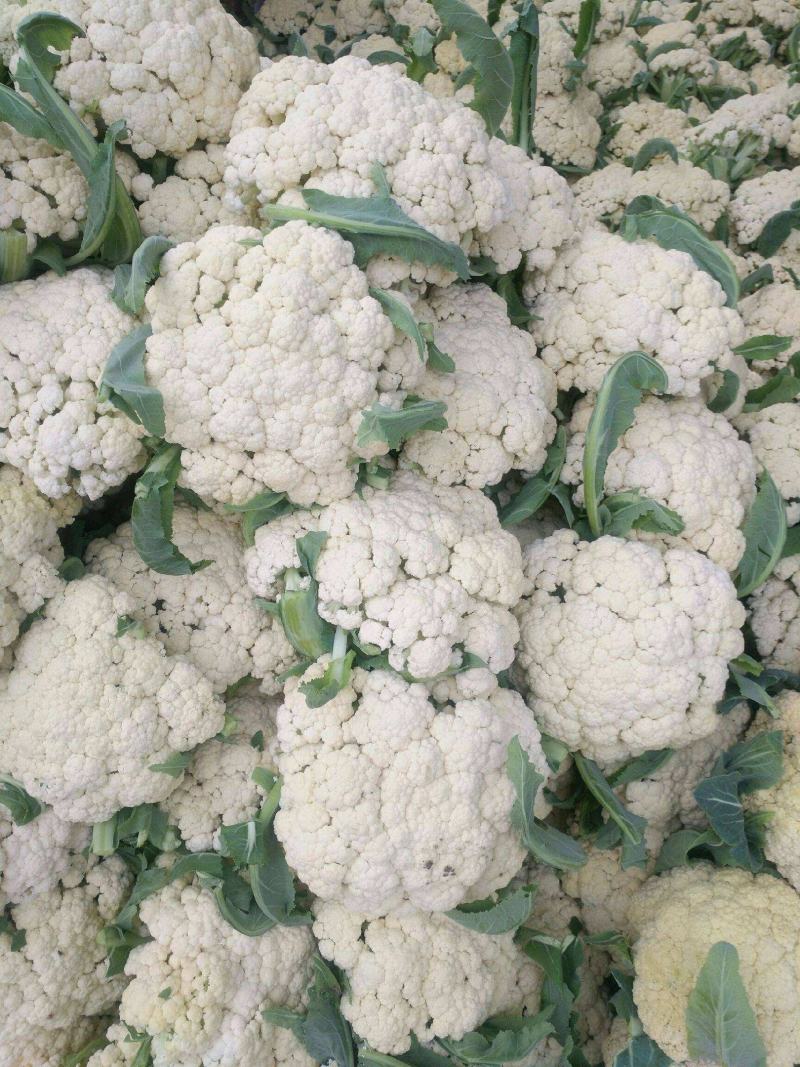 《实力商家》有机花松花菜，量大从优，可全国发货，价格合理