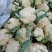 《实力商家》有机花松花菜，量大从优，可全国发货，价格合理