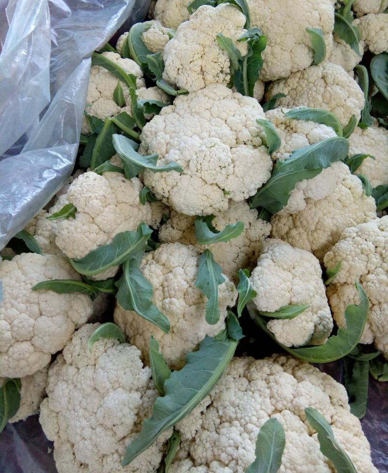 《实力商家》有机花松花菜，量大从优，可全国发货，价格合理