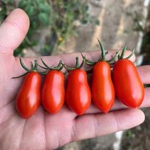 黄色花生果小番茄苗，黄色圆果小番茄苗、黄色鸡心果小番茄苗