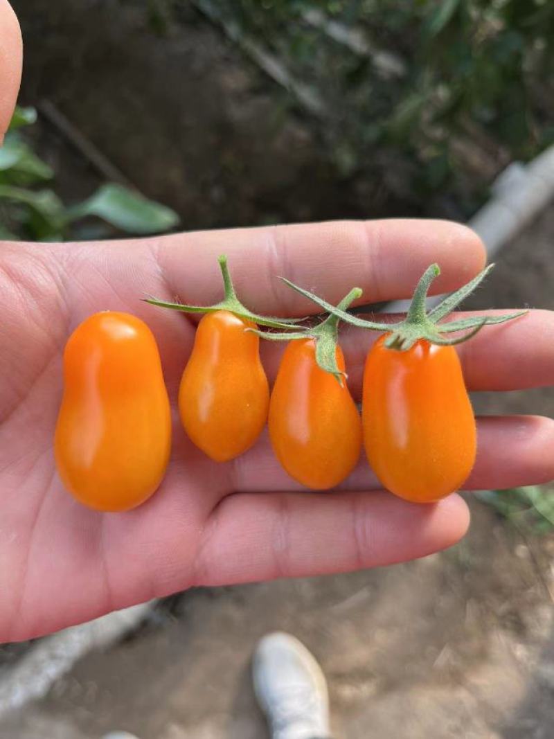 黄色花生果小番茄苗，黄色圆果小番茄苗、黄色鸡心果小番茄苗
