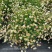 四川绿化苗木销售花镜植物墨西哥飞蓬
