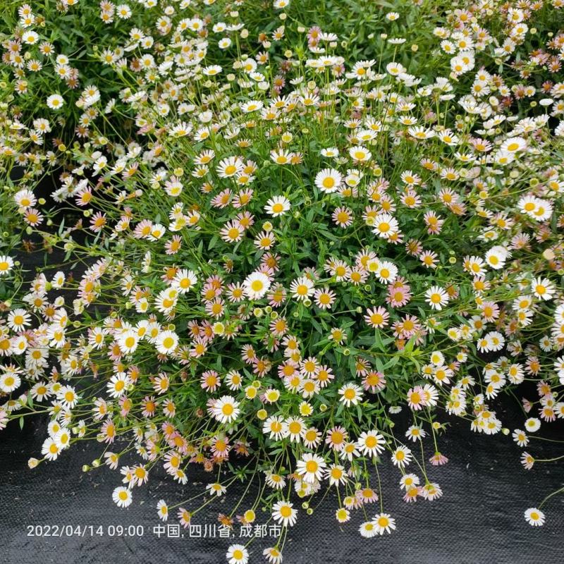 四川绿化苗木销售花镜植物墨西哥飞蓬