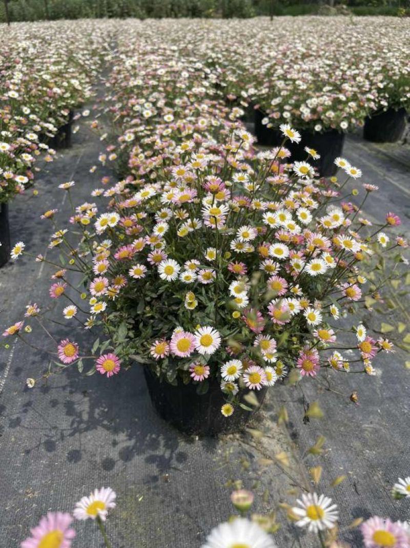 四川绿化苗木销售花镜植物墨西哥飞蓬