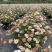 四川绿化苗木销售花镜植物墨西哥飞蓬