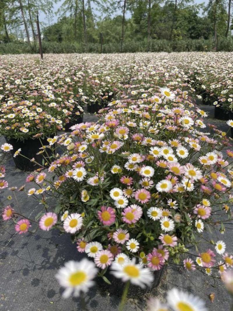 四川绿化苗木销售花镜植物墨西哥飞蓬