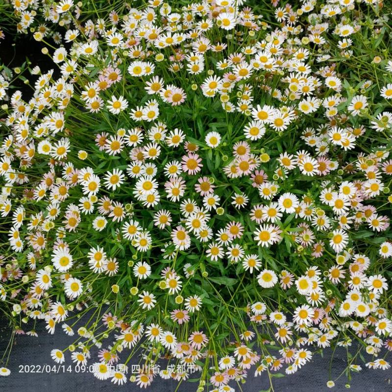 四川绿化苗木销售花镜植物墨西哥飞蓬