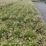 四川绿化苗木销售花镜植物墨西哥飞蓬