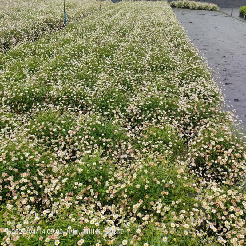 四川绿化苗木销售花镜植物墨西哥飞蓬