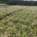 四川绿化苗木销售花镜植物墨西哥飞蓬