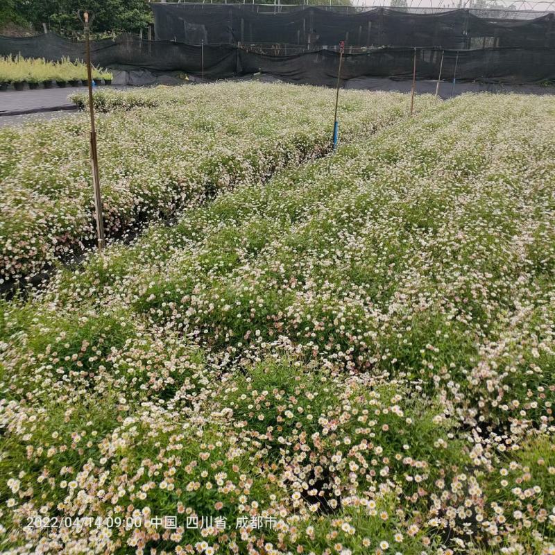 四川绿化苗木销售花镜植物墨西哥飞蓬