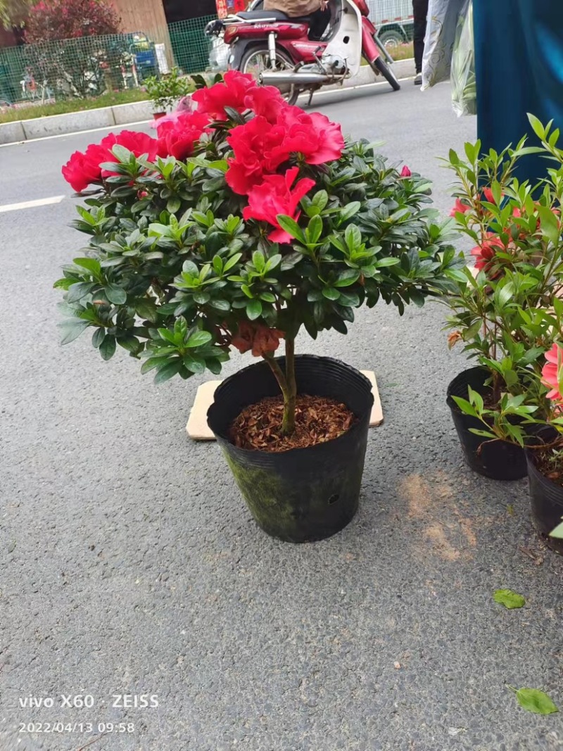 西洋杜鹃凤冠杜鹃高山流水造型悬崖造型西洋杜鹃种植