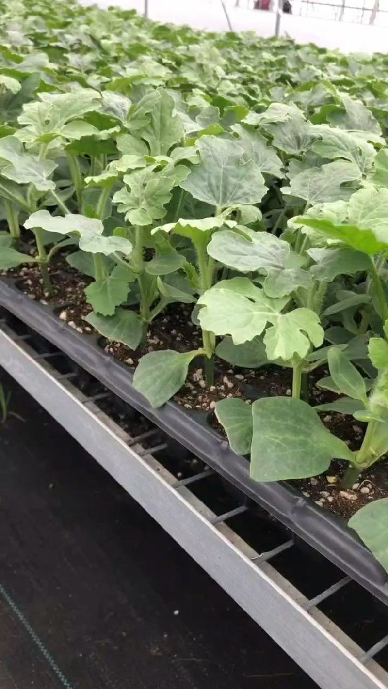 美都自根苗西瓜苗包送到家品种齐全
