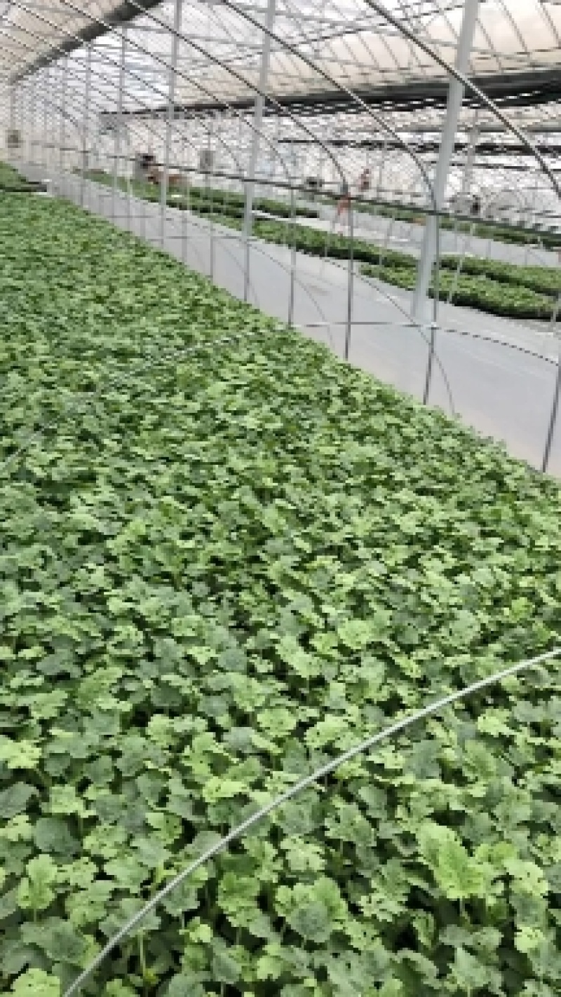 美都自根苗西瓜苗包送到家品种齐全