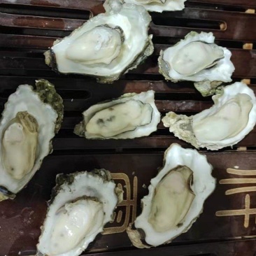曹妃甸人工手捡牡蛎大量现货