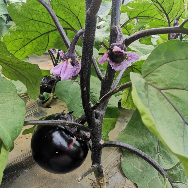 【】紫光圆茄大量供应，价格低，质量好果型好